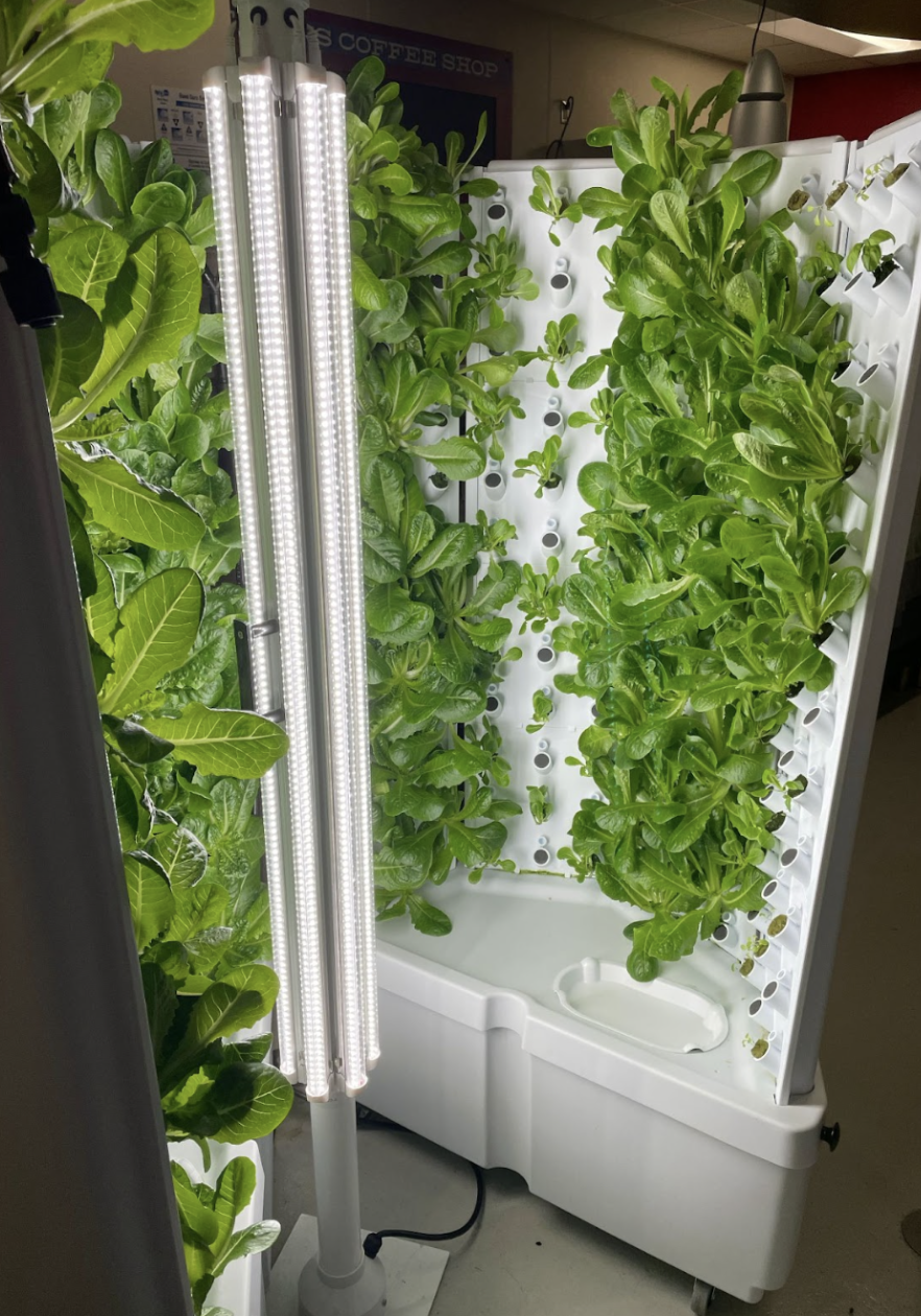 Centennial's Hydroponic garden moments before its first ever harvest.